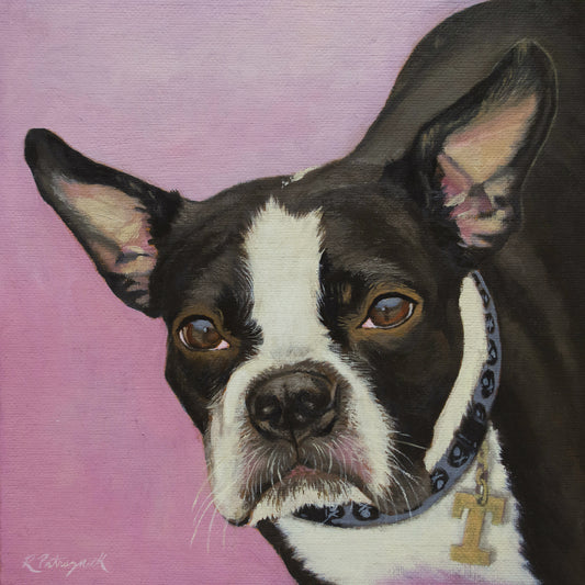 Boston Terrier - Original oil painting pet portrait commission